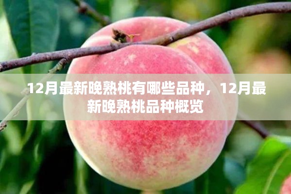 12月最新晚熟桃品种概览，品种大揭秘