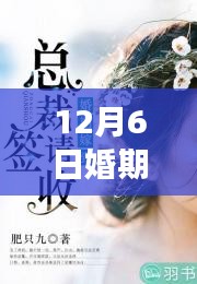 婚期倒计时，甜蜜日常的温馨篇章（12月6日婚期已定最新章节）