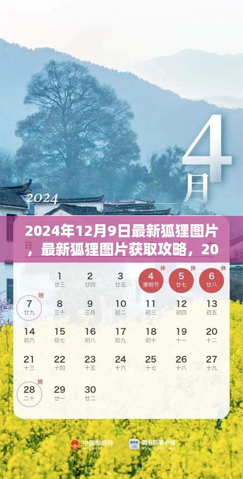 2024年狐狸图片获取攻略，最新图片与步骤指南