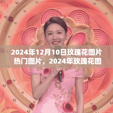 2024年玫瑰花图片流行趋势与热门图片汇总