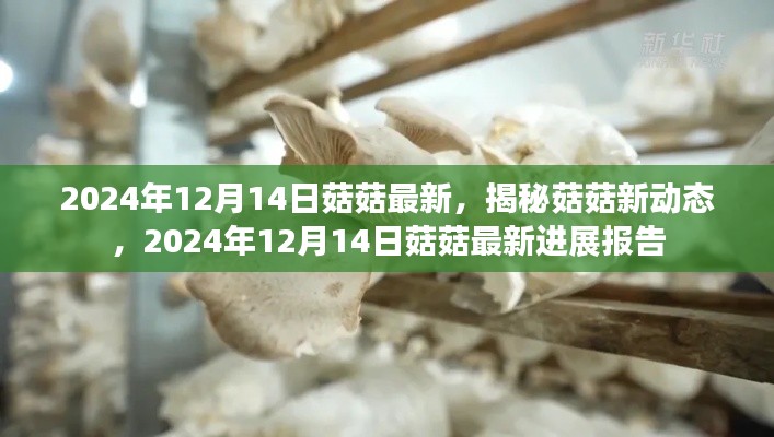 揭秘菇菇新动态，2024年最新进展报告（仅针对特定日期）