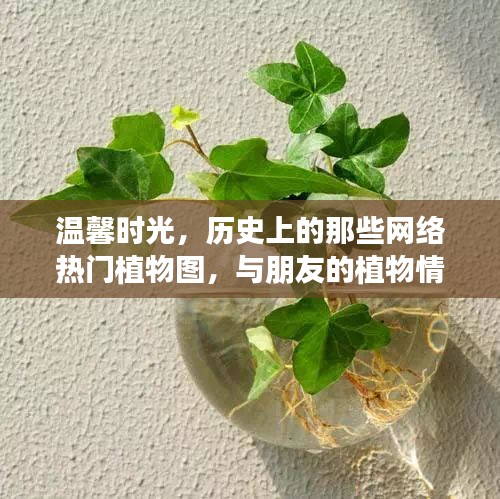 温馨时光里的植物情缘，历史热门植物图回顾与友情见证