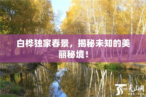 白桦独家春景，揭秘未知的美丽秘境！