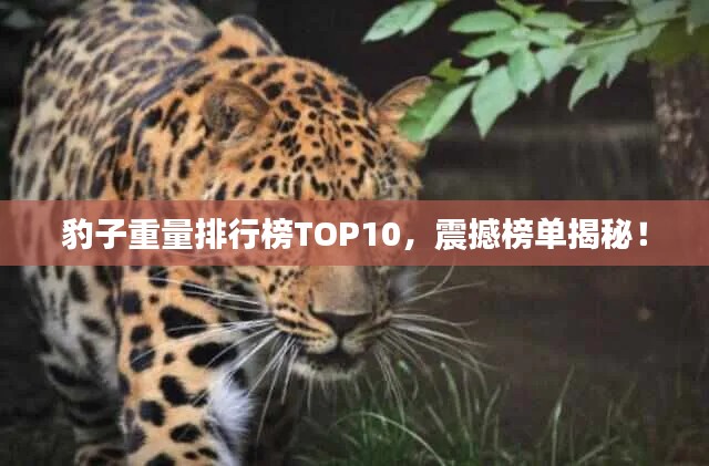豹子重量排行榜TOP10，震撼榜单揭秘！
