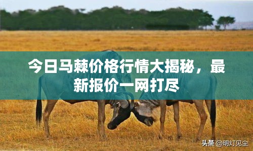 今日马棘价格行情大揭秘，最新报价一网打尽