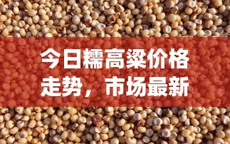 今日糯高粱价格走势，市场最新动态与未来展望