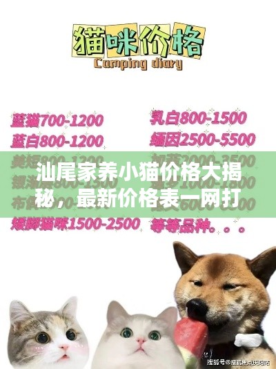 汕尾家养小猫价格大揭秘，最新价格表一网打尽！