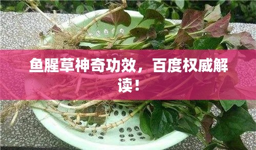 鱼腥草神奇功效，百度权威解读！