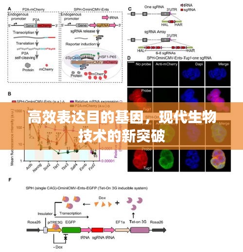 高效表达目的基因，现代生物技术的新突破