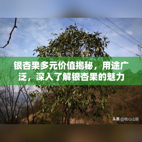 银杏果多元价值揭秘，用途广泛，深入了解银杏果的魅力
