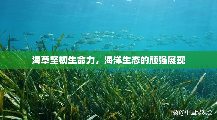 海草坚韧生命力，海洋生态的顽强展现
