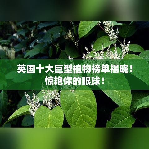 英国十大巨型植物榜单揭晓！惊艳你的眼球！